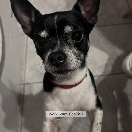 Photo 1/1 Peanut Chien perdu à Eloise