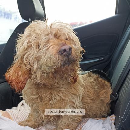 Photo de chien trouvé à Gardanne