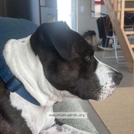 Photo 1/1 Chien retrouvé Perdu à La clusaz