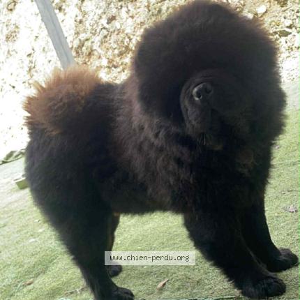 Photo 1/1 Taiwan Chien perdu à Hampigny