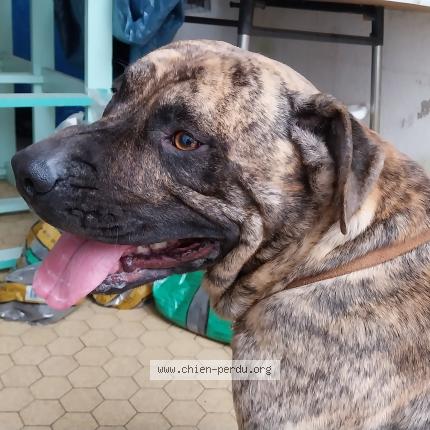 Photo de chien trouvé à Saint Vite