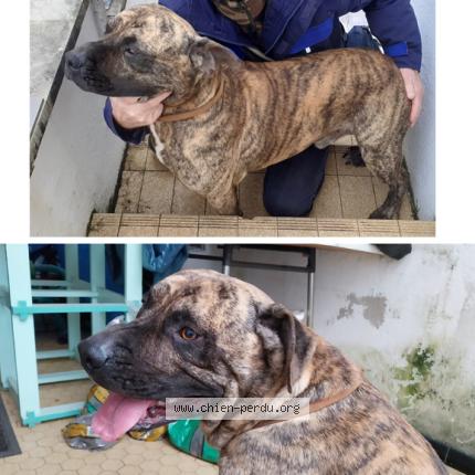 Photo 2/2 Chien retrouvé Trouvé à Saint vite