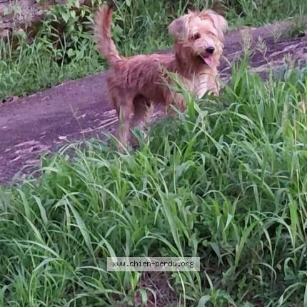 Photo 1/1 Kanou Chien perdu à Le robert