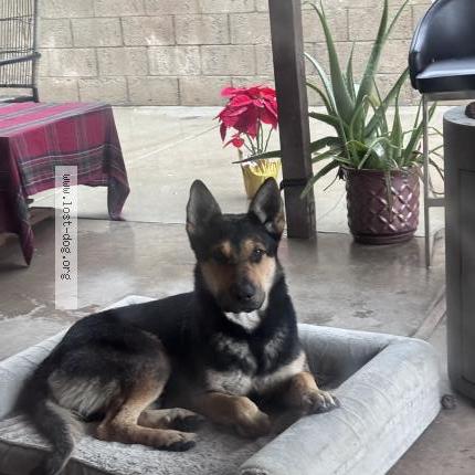 Photo de chien trouvé à Loma Linda