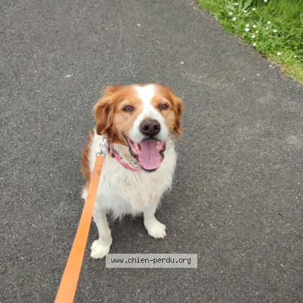 Photo 1/1 Chien retrouvé Perdu à Cozes