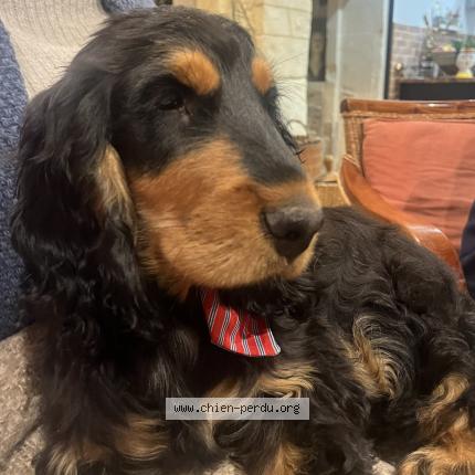 Photo de chien perdu à Soliers