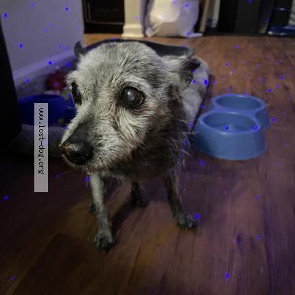 Photo de chien trouvé à Conway