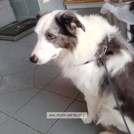 Photo 1/1 Chien retrouvé Trouvé à Cap d agde