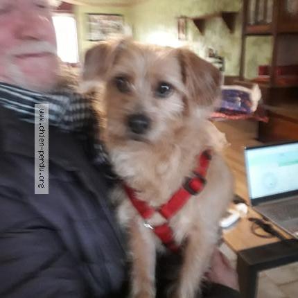 Photo 1/1 Chien retrouvé Trouvé à Maubeuge