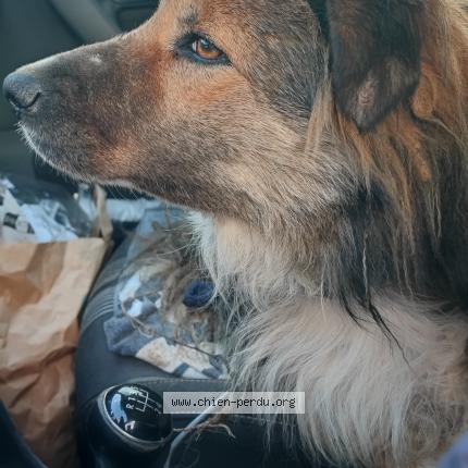 Photo 1/1 Chien trouvé Trouvé à Rougiers