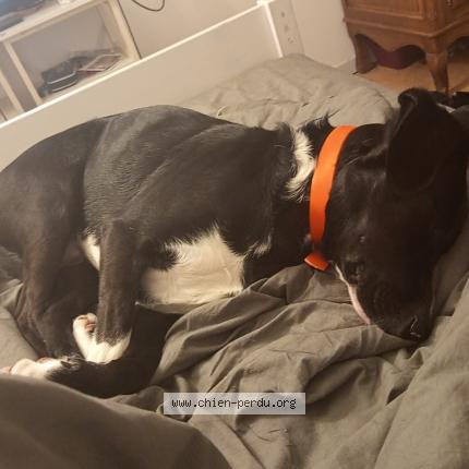 Photo de chien perdu à Antigny La Ville