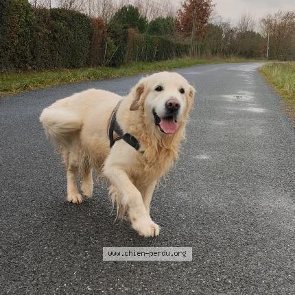 Photo 1/1 Chien trouvé Trouvé à Montans