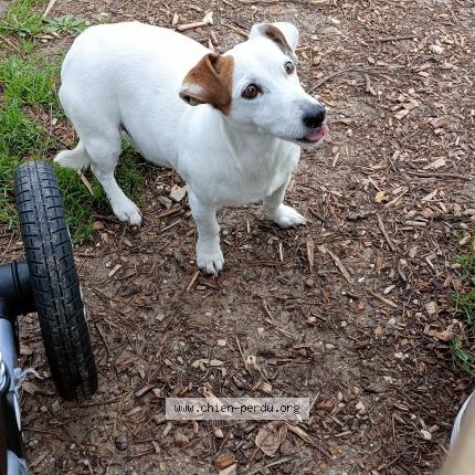 Photo 1/1 Chien trouvé Trouvé à Marseille