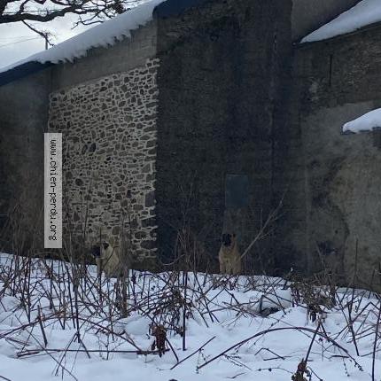 Photo 1/1 Chien retrouvé Trouvé à Alrance