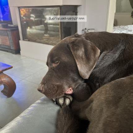 Photo de chien perdu à Souprosse