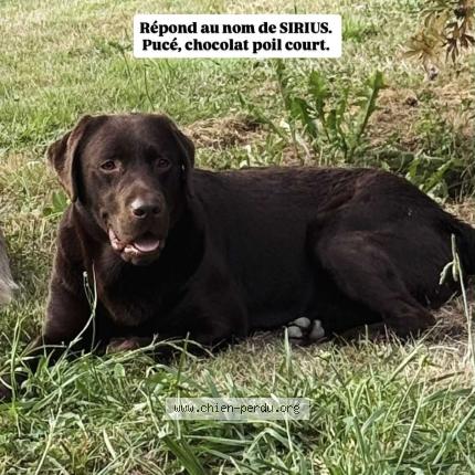 Photo 2/2 Chien retrouvé Perdu à Souprosse