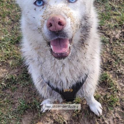 Photo de chien perdu à Brignoles