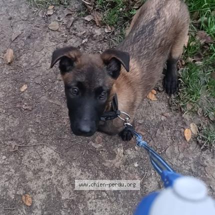 Photo 1/1 Chien retrouvé Perdu à Corbeil essonne