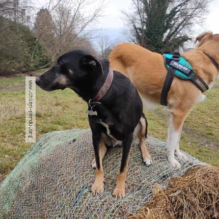 Photo de chien perdu à Saint Martin D Heres