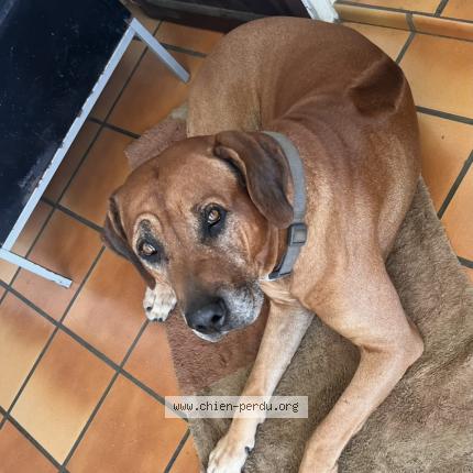 Photo 1/1 Jo Chien perdu à Saint louis