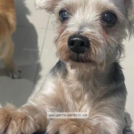 Photo 1/1 Kuqui Chien perdu à Santo domingo oeste