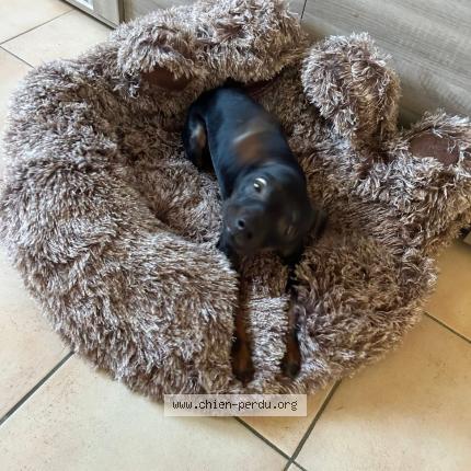 Photo 1/1 antony leviau Chien perdu à Louviers haute normandie