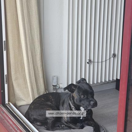 Photo de chien perdu à Mouans Sartoux