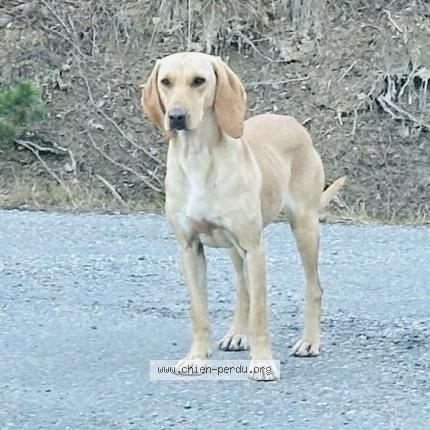 Photo de chien trouvé à Gap
