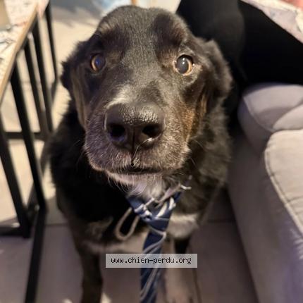 Photo 1/1 Chien retrouvé Perdu à Cuincy