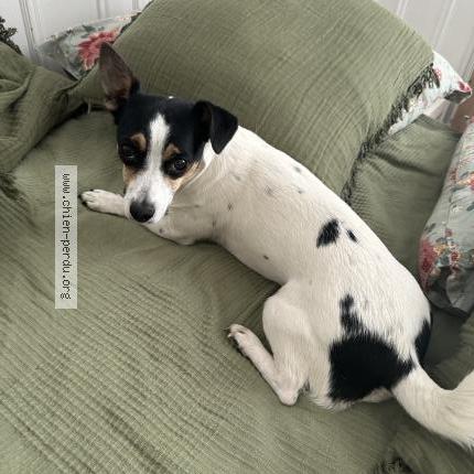 Photo 1/1 Chien retrouvé Perdu à Val pompadour