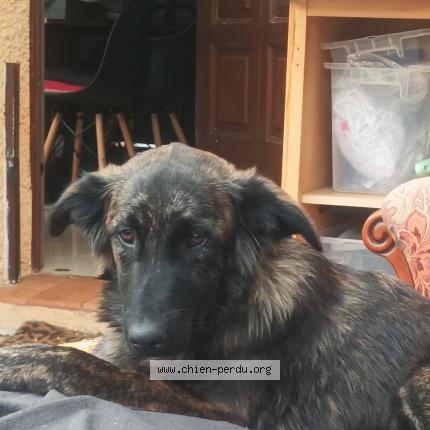 Photo 1/1 Chien retrouvé Perdu à Cagnes sur mer