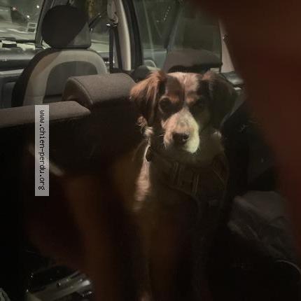 Photo 1/1 Chien trouvé Trouvé à Wasquehal