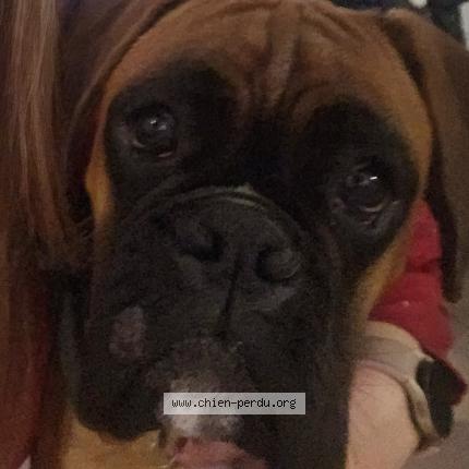 Photo 1/1 Chien retrouvé Perdu à Miramas