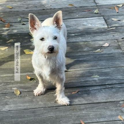 Photo de chien trouvé à Cartersville