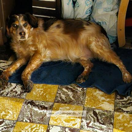 Photo de chien perdu à Roubaix