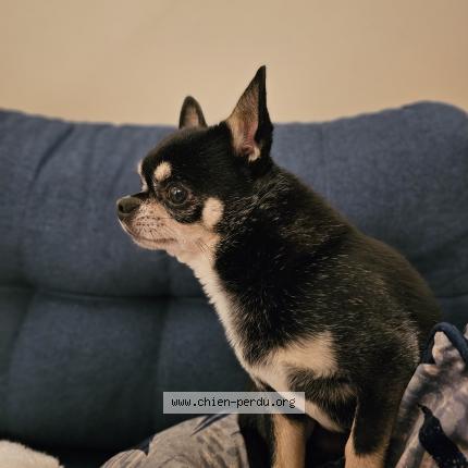 Photo de chien perdu à Elancourt