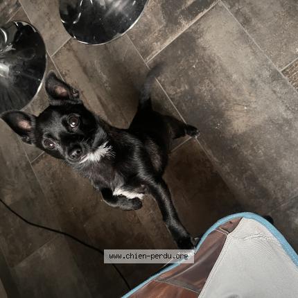 Photo de chien trouvé à Ternay