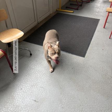 Photo de chien trouvé à Corbeil Essonnes