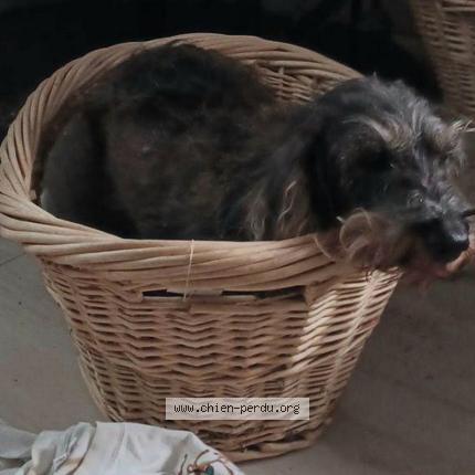 Photo 1/1 Chien retrouvé Trouvé à Oignies en thierache