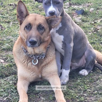 Photo 1/1 Bella Chien perdu à Saint avertin