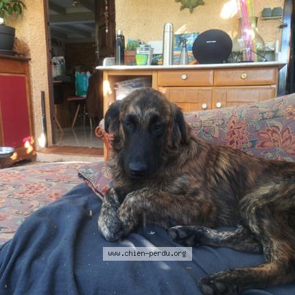 Photo 1/2 Chien retrouvé Perdu à Cagnes sur mer