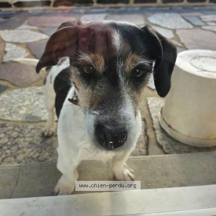 Photo 1/1 Chien trouvé Trouvé à Chasseguey