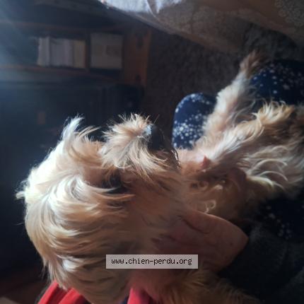 Photo 1/1 Chien trouvé Trouvé à Nice