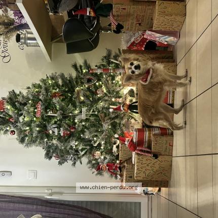 Photo 1/1 Chien retrouvé Perdu à Marcilly la campagne