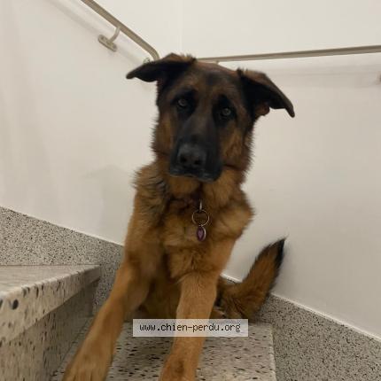 Photo de chien trouvé à Arles