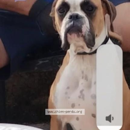 Photo 1/1 Chien retrouvé Perdu à Roman sur isere