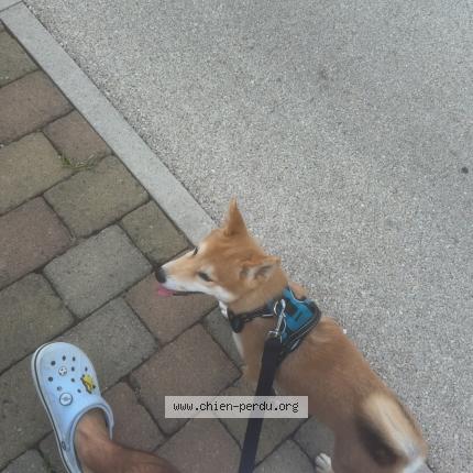 Photo 1/1 Arko Chien perdu à Saint andre les vergers