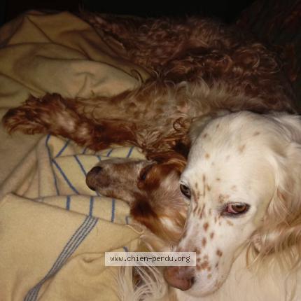 Photo 1/1 Chien retrouvé Perdu à Troche