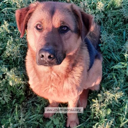 Photo 1/1 TogoTogom Chien perdu à Livre la touche
