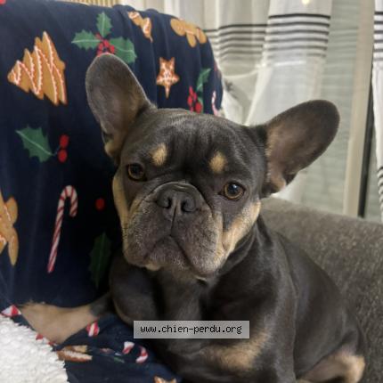 Photo 1/1 Joy Chien perdu à Erondelle